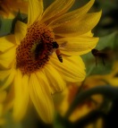 honey bees & sunflower