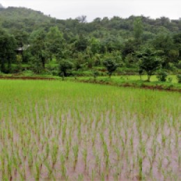 rice field1